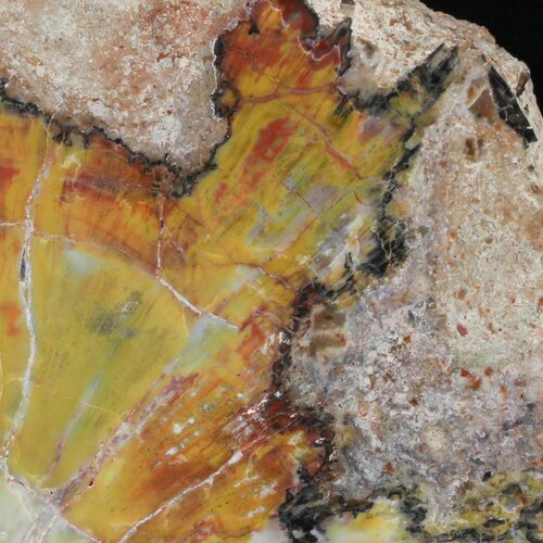 Rich Yellow/Red Arizona Petrified Wood Slab - #35686